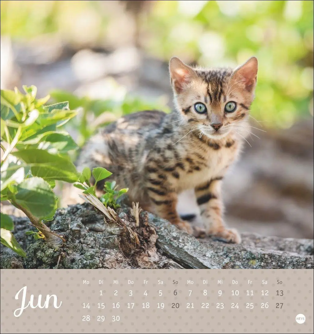Bild: 9783756415335 | Katzen Postkartenkalender Kleine Tiger 2027 | Heye | Kalender | 13 S.