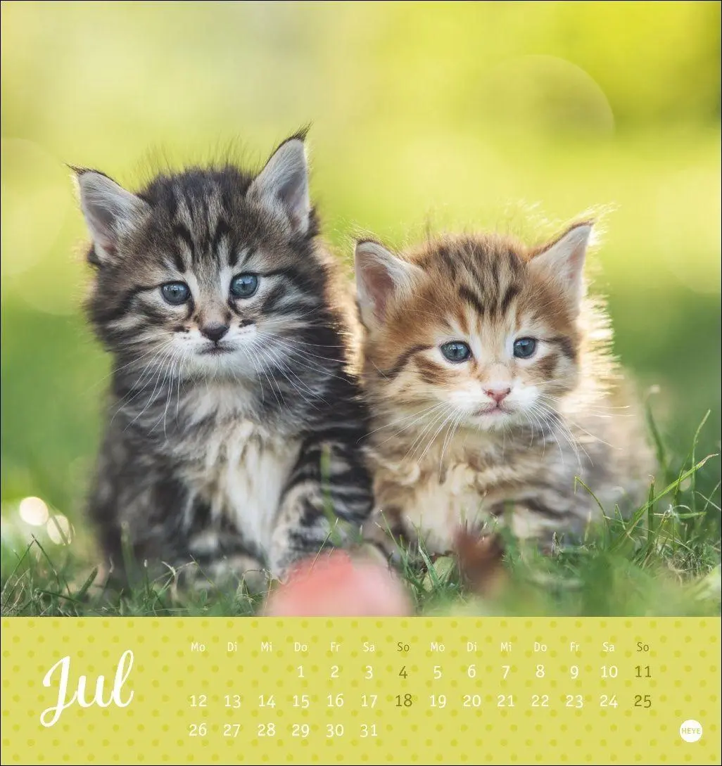 Bild: 9783756415335 | Katzen Postkartenkalender Kleine Tiger 2027 | Heye | Kalender | 13 S.
