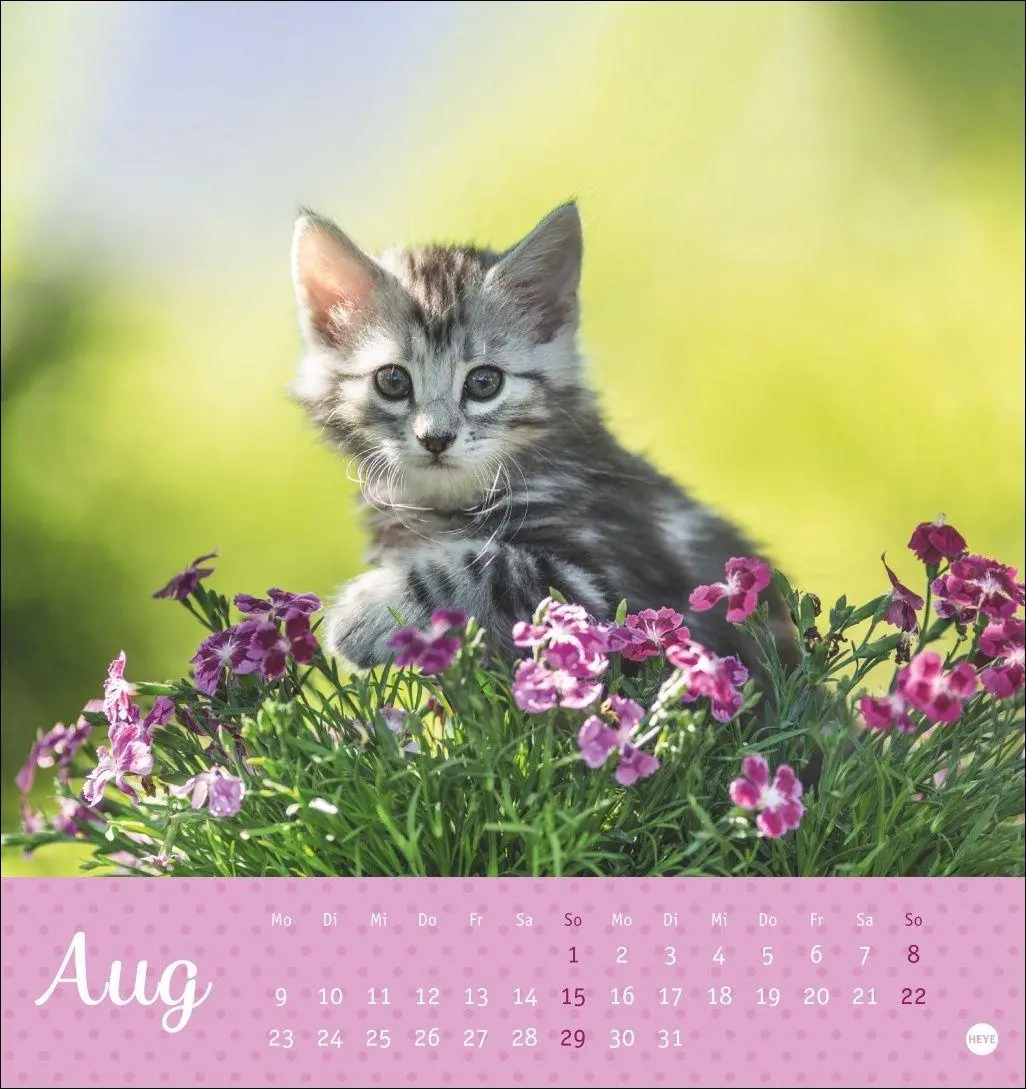 Bild: 9783756415335 | Katzen Postkartenkalender Kleine Tiger 2027 | Heye | Kalender | 13 S.