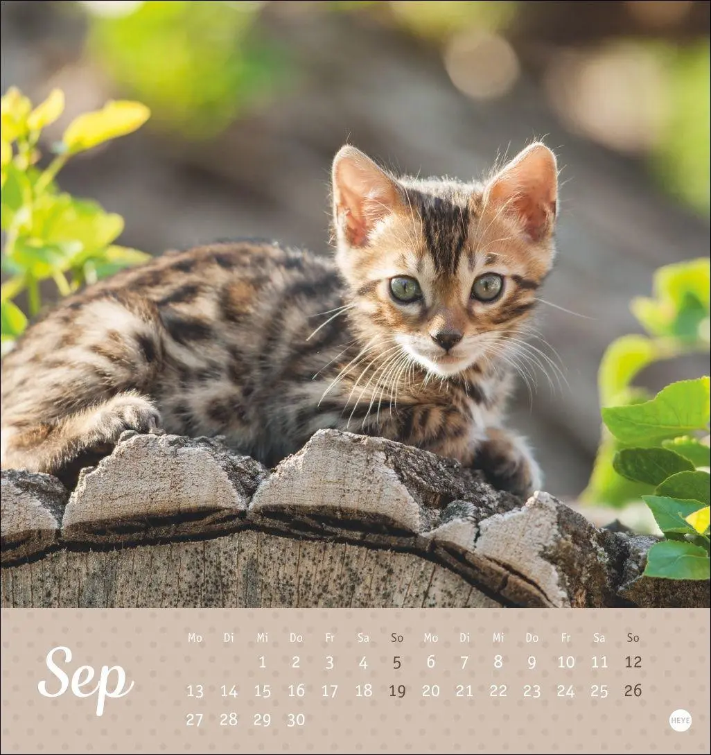 Bild: 9783756415335 | Katzen Postkartenkalender Kleine Tiger 2027 | Heye | Kalender | 13 S.