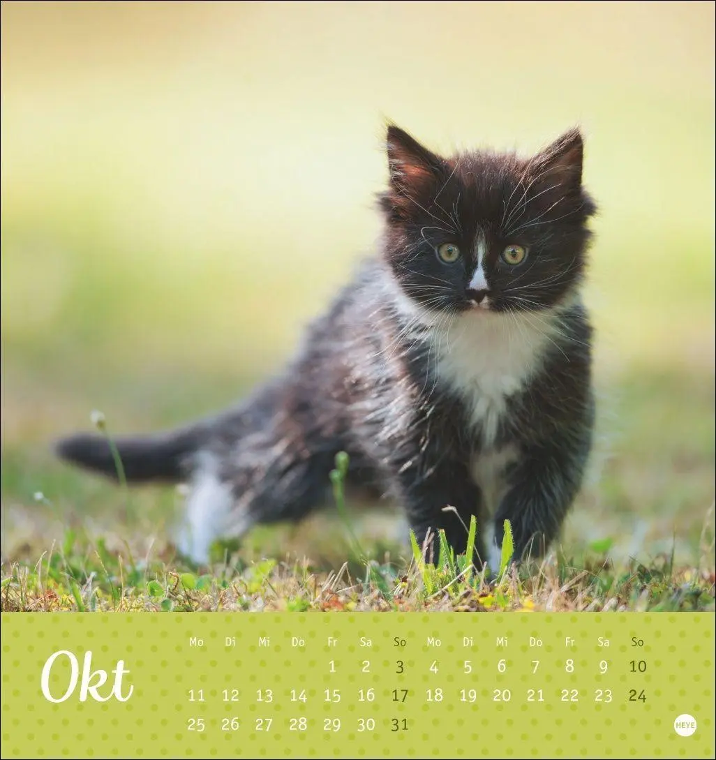 Bild: 9783756415335 | Katzen Postkartenkalender Kleine Tiger 2027 | Heye | Kalender | 13 S.