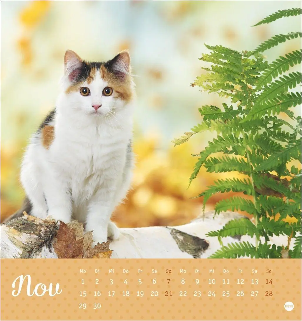 Bild: 9783756415335 | Katzen Postkartenkalender Kleine Tiger 2027 | Heye | Kalender | 13 S.