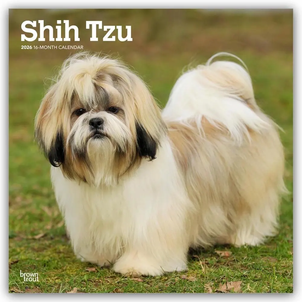 Cover: 9798330705535 | Shih Tzu 2026 - 16-Monatskalender | Browntrout Publishers | Kalender