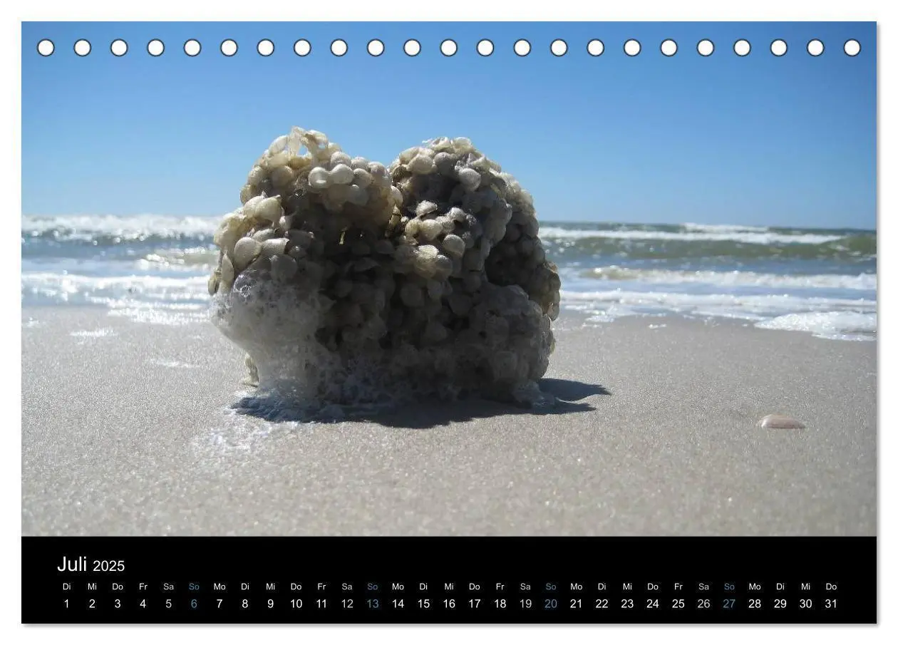 Bild: 9783435785735 | Die Insel Amrum (Tischkalender 2025 DIN A5 quer), CALVENDO...