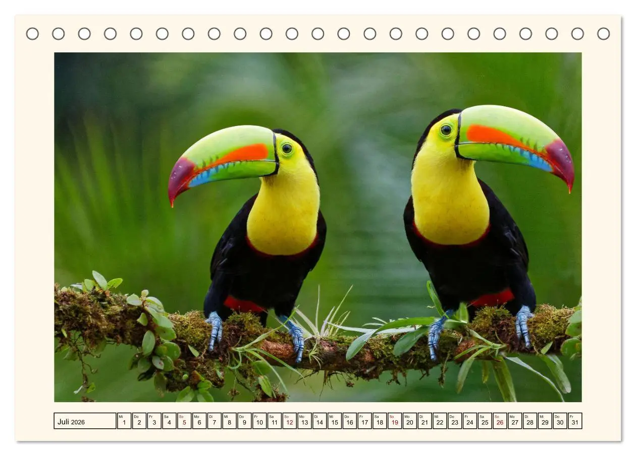 Bild: 9783457255735 | Tukane - Clowns im Dschungel (Tischkalender 2026 DIN A5 quer),...