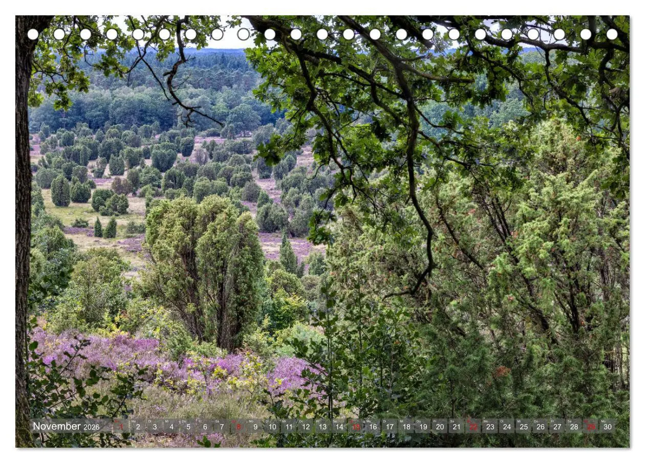 Bild: 9783457485835 | Die Lüneburger Heide - In voller Blüte (Tischkalender 2026 DIN A5...