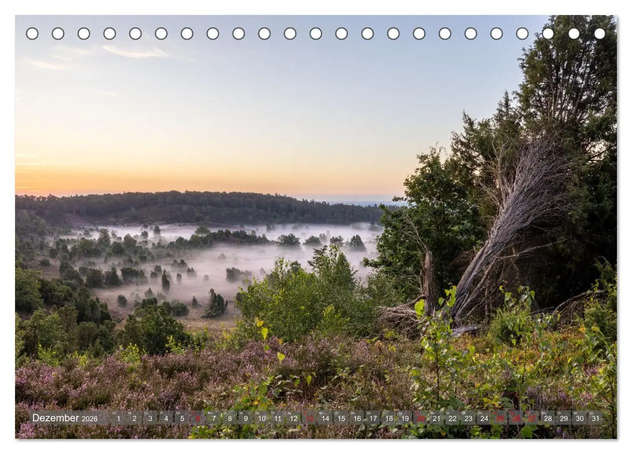 Bild: 9783457485835 | Die Lüneburger Heide - In voller Blüte (Tischkalender 2026 DIN A5...
