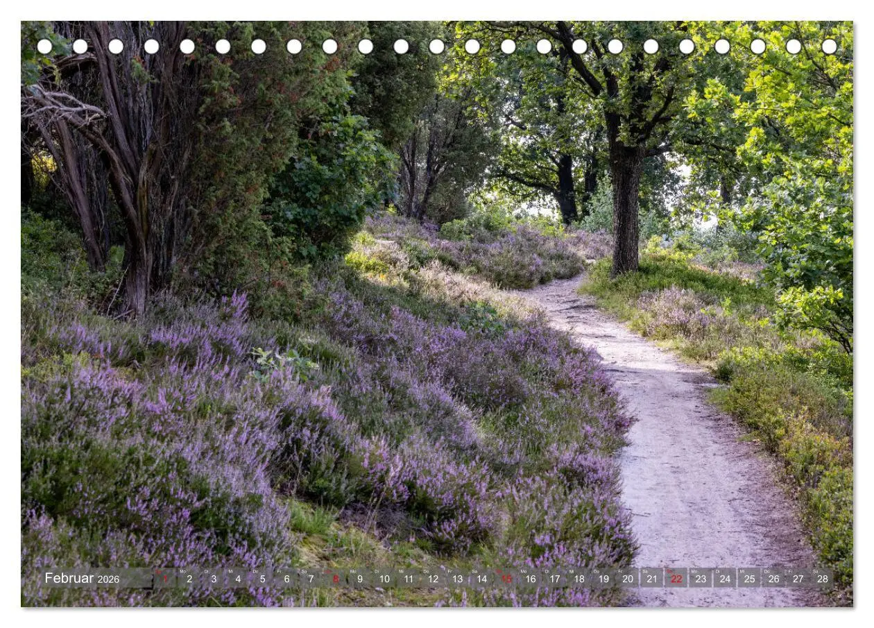 Bild: 9783457485835 | Die Lüneburger Heide - In voller Blüte (Tischkalender 2026 DIN A5...
