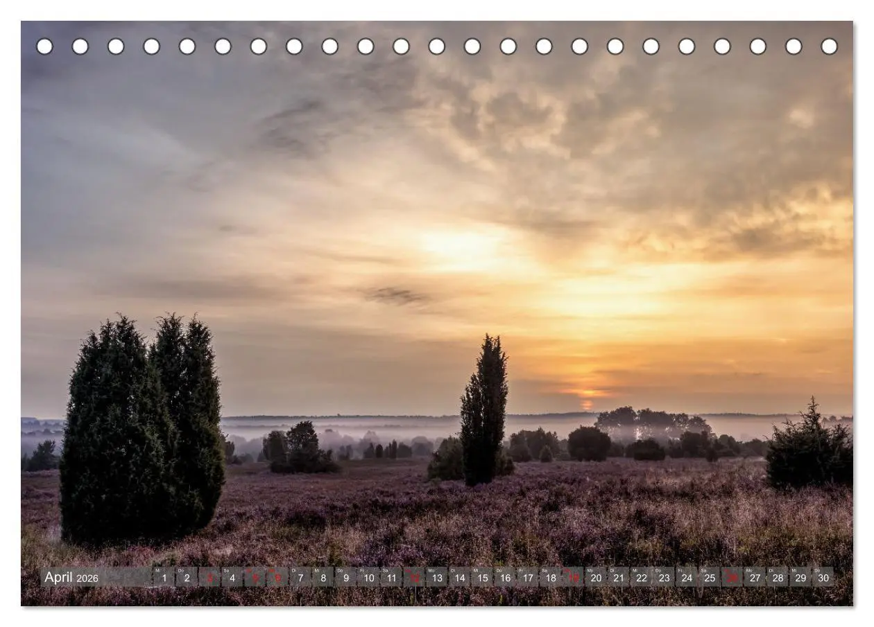 Bild: 9783457485835 | Die Lüneburger Heide - In voller Blüte (Tischkalender 2026 DIN A5...