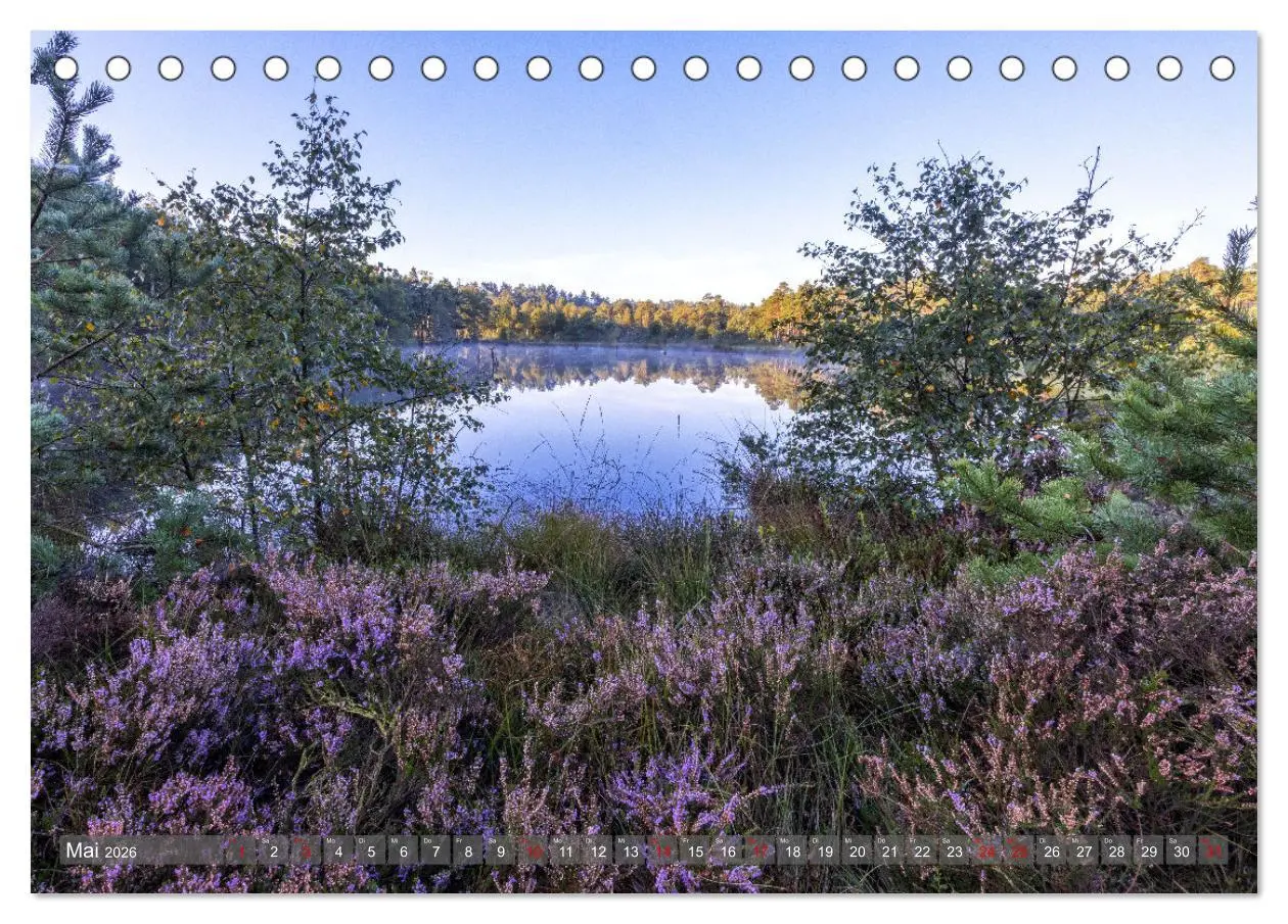 Bild: 9783457485835 | Die Lüneburger Heide - In voller Blüte (Tischkalender 2026 DIN A5...