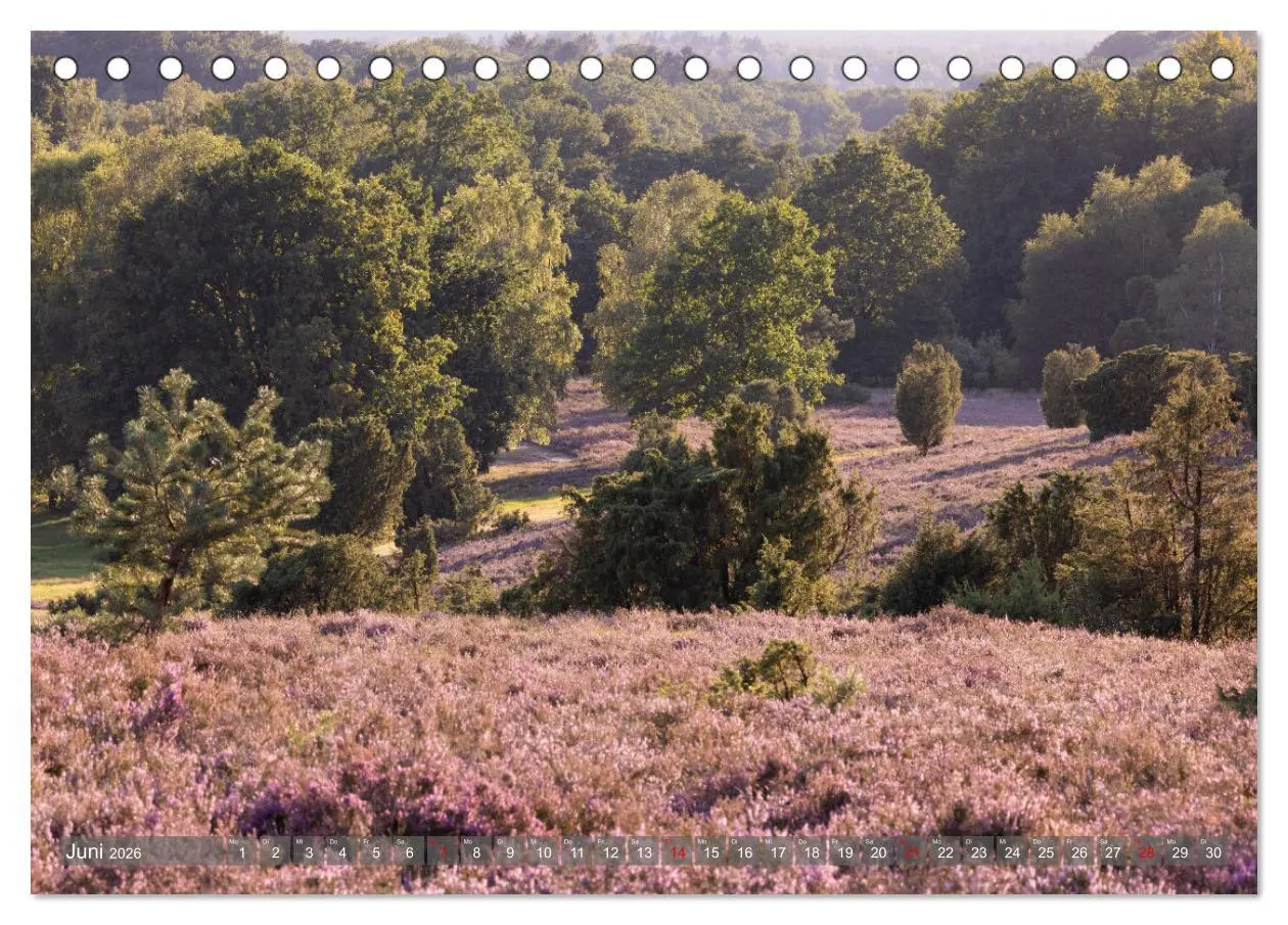 Bild: 9783457485835 | Die Lüneburger Heide - In voller Blüte (Tischkalender 2026 DIN A5...