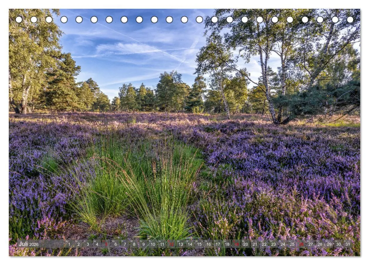 Bild: 9783457485835 | Die Lüneburger Heide - In voller Blüte (Tischkalender 2026 DIN A5...