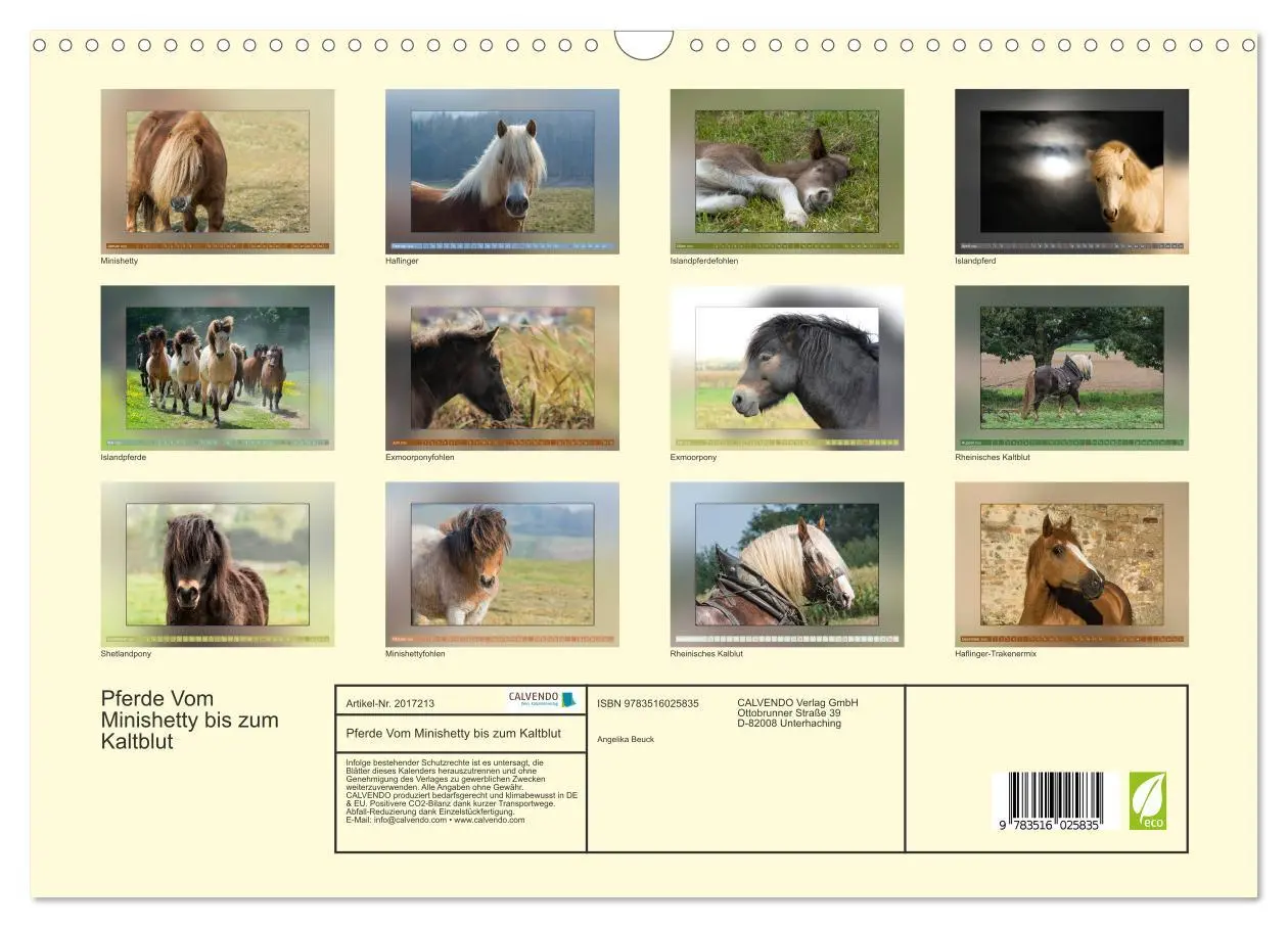 Bild: 9783516025835 | Pferde Vom Minishetty bis zum Kaltblut (Wandkalender 2026 DIN A3...