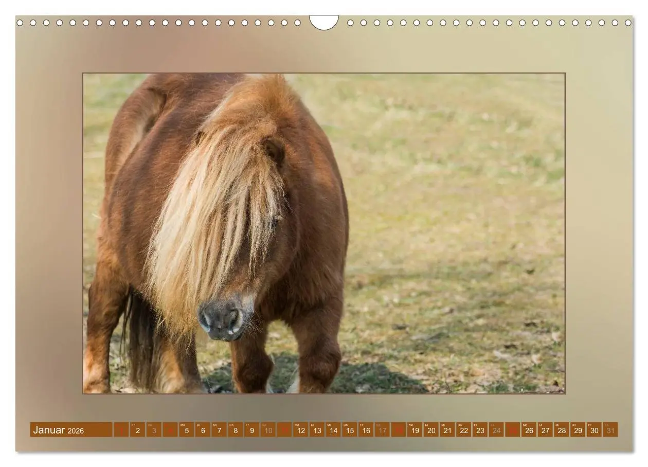 Bild: 9783516025835 | Pferde Vom Minishetty bis zum Kaltblut (Wandkalender 2026 DIN A3...