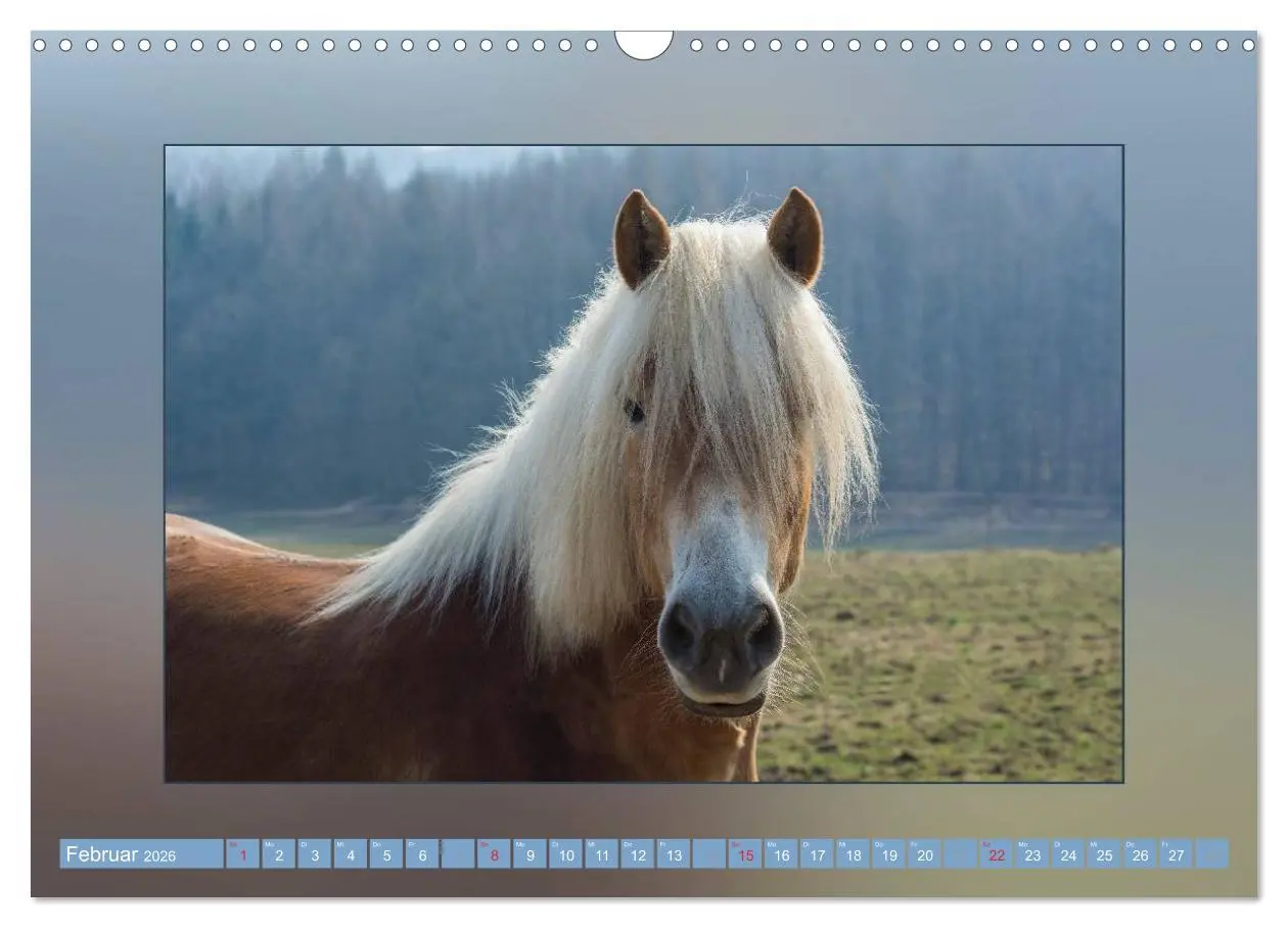 Bild: 9783516025835 | Pferde Vom Minishetty bis zum Kaltblut (Wandkalender 2026 DIN A3...