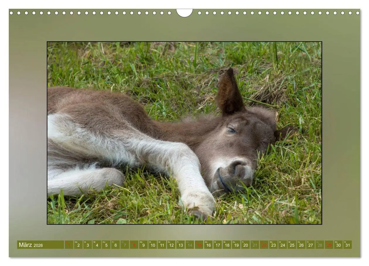 Bild: 9783516025835 | Pferde Vom Minishetty bis zum Kaltblut (Wandkalender 2026 DIN A3...