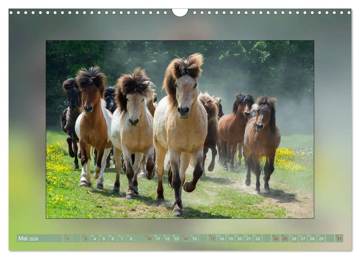 Bild: 9783516025835 | Pferde Vom Minishetty bis zum Kaltblut (Wandkalender 2026 DIN A3...