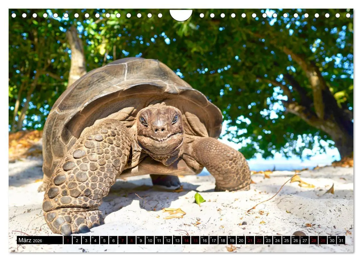 Bild: 9783457785935 | Seychellen Inselblicke (Wandkalender 2026 DIN A4 quer), CALVENDO...