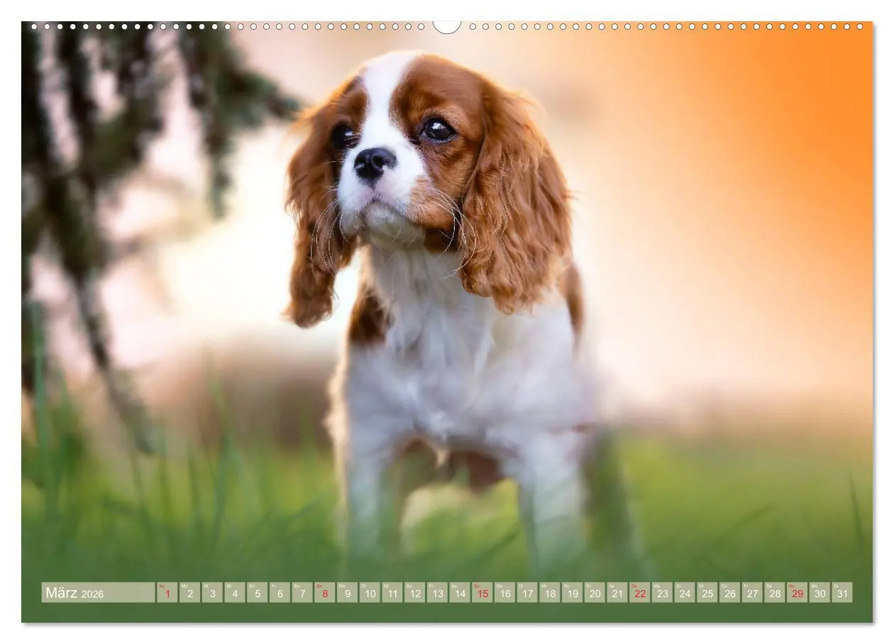 Bild: 9783457676035 | Der Welpenkalender - Cavalier King Charles Spaniel (hochwertiger...