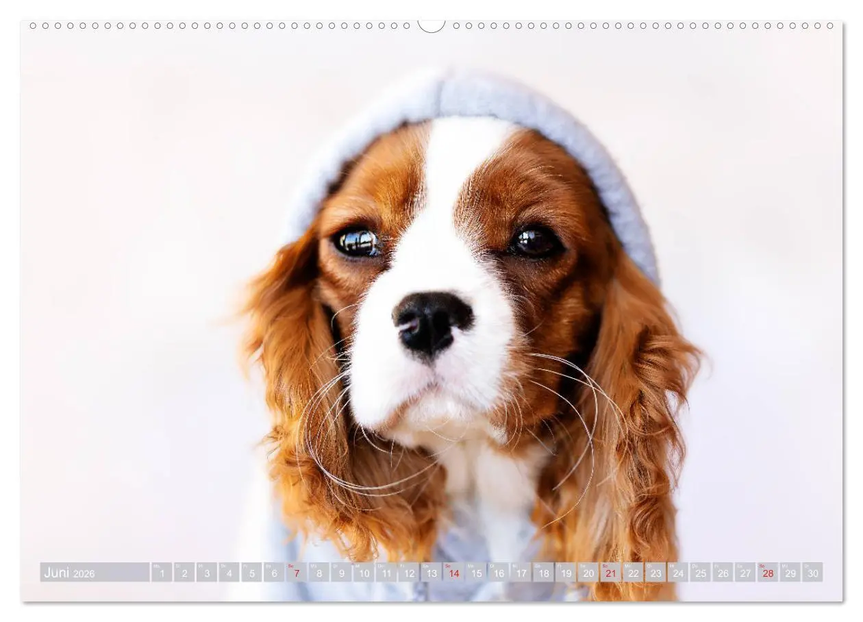 Bild: 9783457676035 | Der Welpenkalender - Cavalier King Charles Spaniel (hochwertiger...