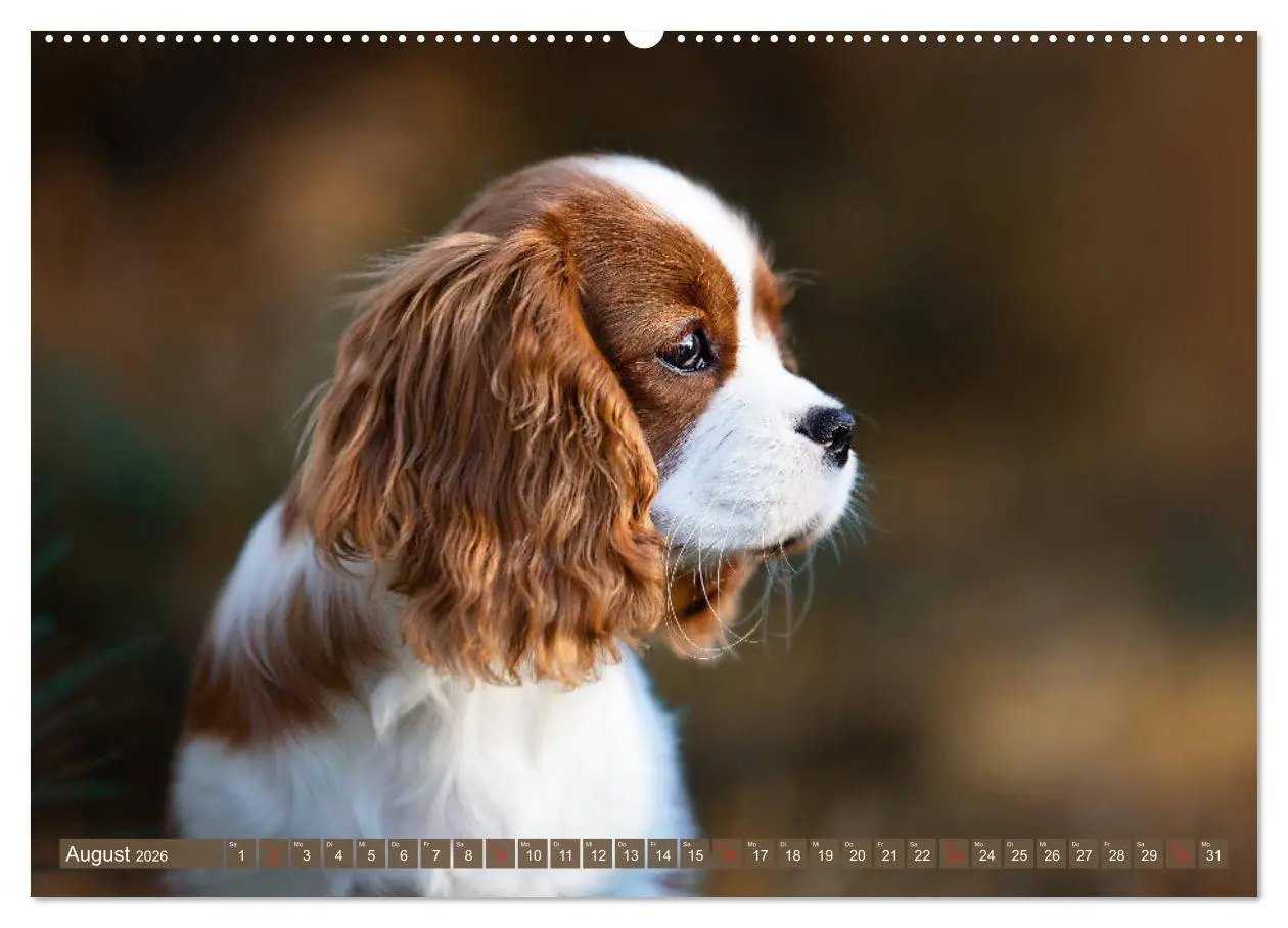 Bild: 9783457676035 | Der Welpenkalender - Cavalier King Charles Spaniel (hochwertiger...
