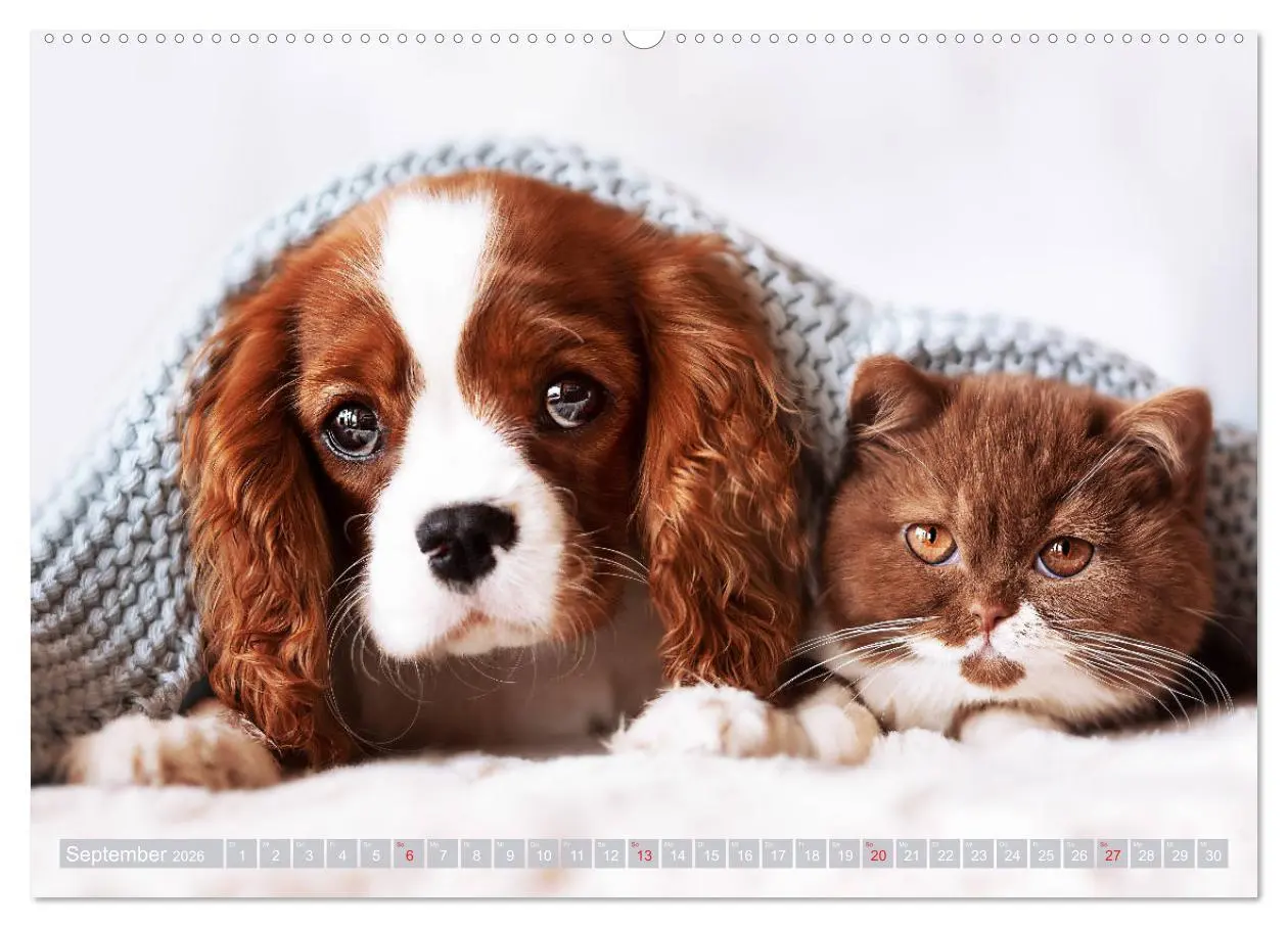 Bild: 9783457676035 | Der Welpenkalender - Cavalier King Charles Spaniel (hochwertiger...