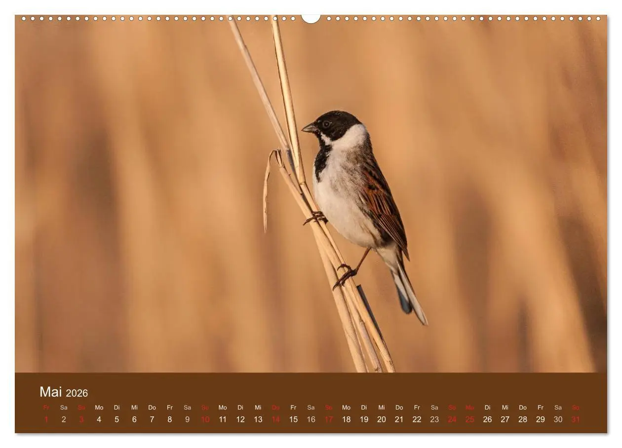 Bild: 9783457986035 | Der Federsee - Vogelparadies in Oberschwaben (Wandkalender 2026 DIN...