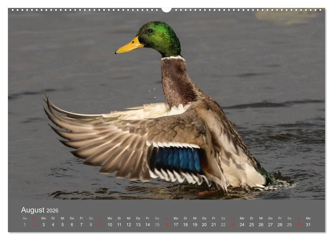 Bild: 9783457986035 | Der Federsee - Vogelparadies in Oberschwaben (Wandkalender 2026 DIN...