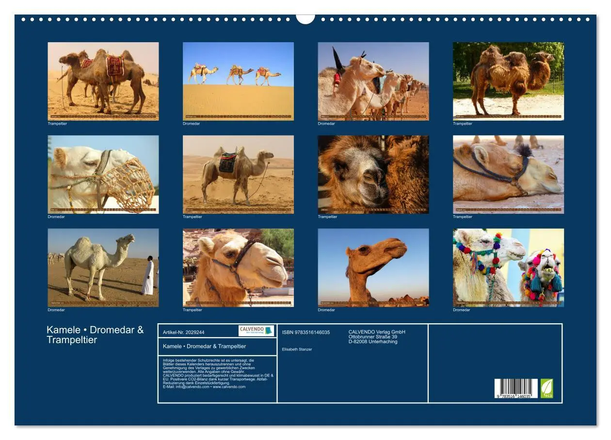 Bild: 9783516146035 | Kamele ¿ Dromedar &amp; Trampeltier (Wandkalender 2026 DIN A2 quer),...