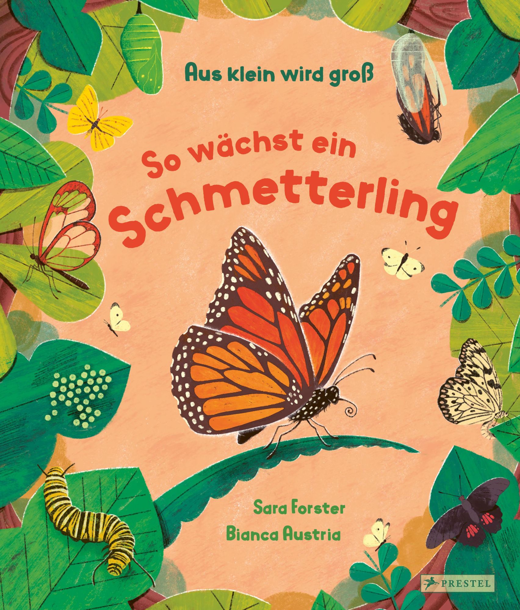 Cover: 9783791376035 | Aus klein wird groß. So wächst ein Schmetterling | Forster (u. a.)