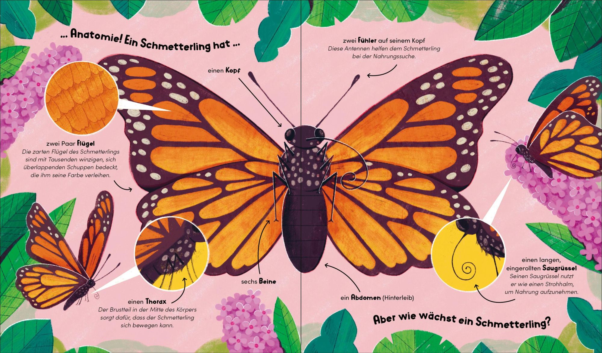 Bild: 9783791376035 | Aus klein wird groß. So wächst ein Schmetterling | Forster (u. a.)