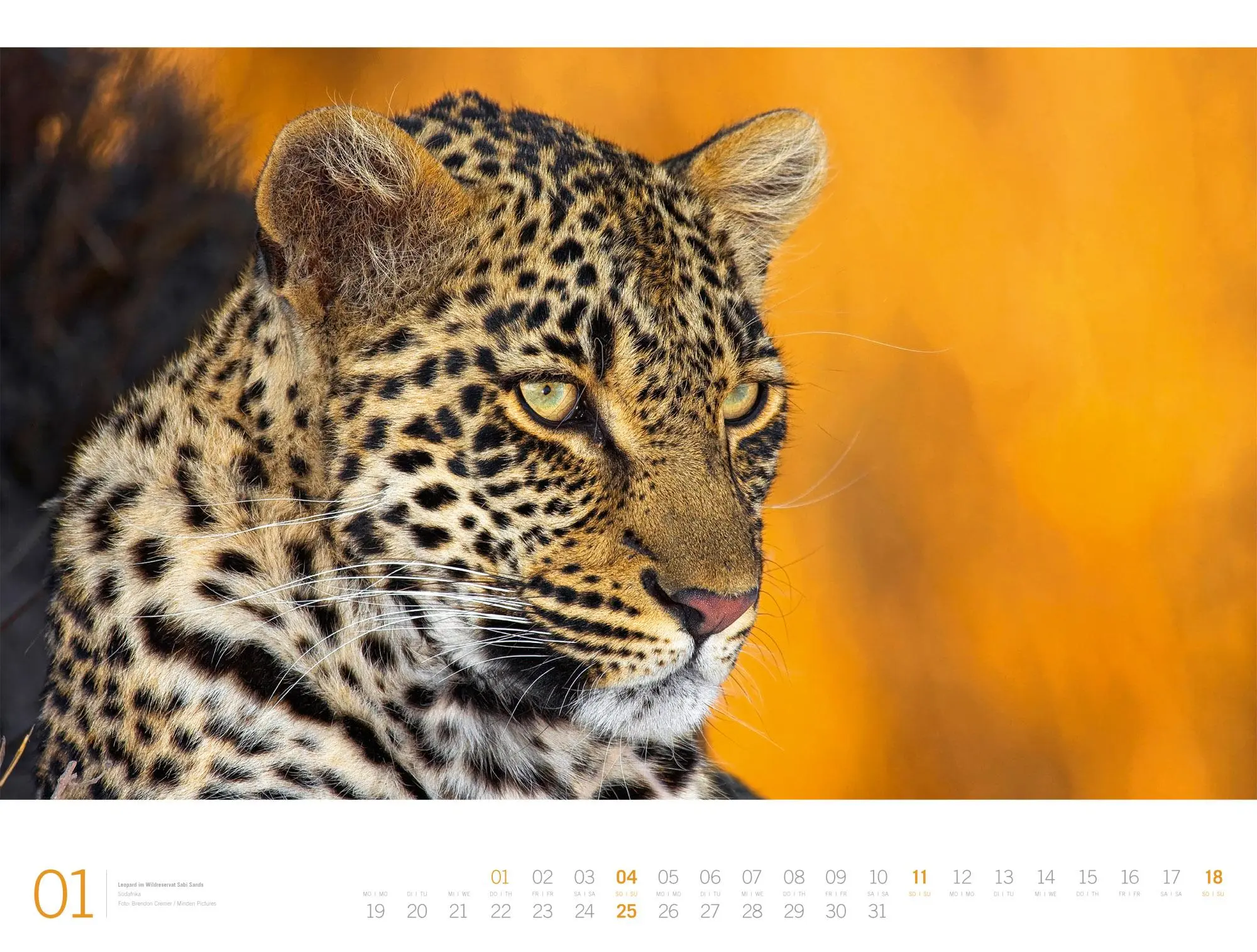 Bild: 9783838436135 | Afrika Gallery Kalender 2026 | Ackermann Kunstverlag GmbH | Kalender