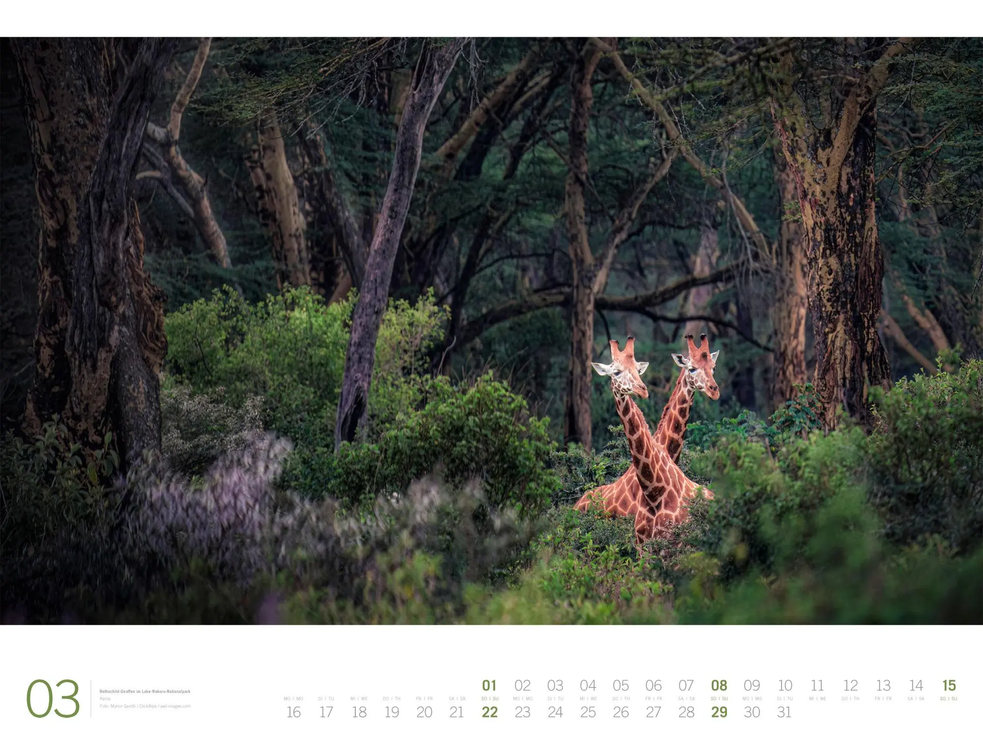 Bild: 9783838436135 | Afrika Gallery Kalender 2026 | Ackermann Kunstverlag GmbH | Kalender