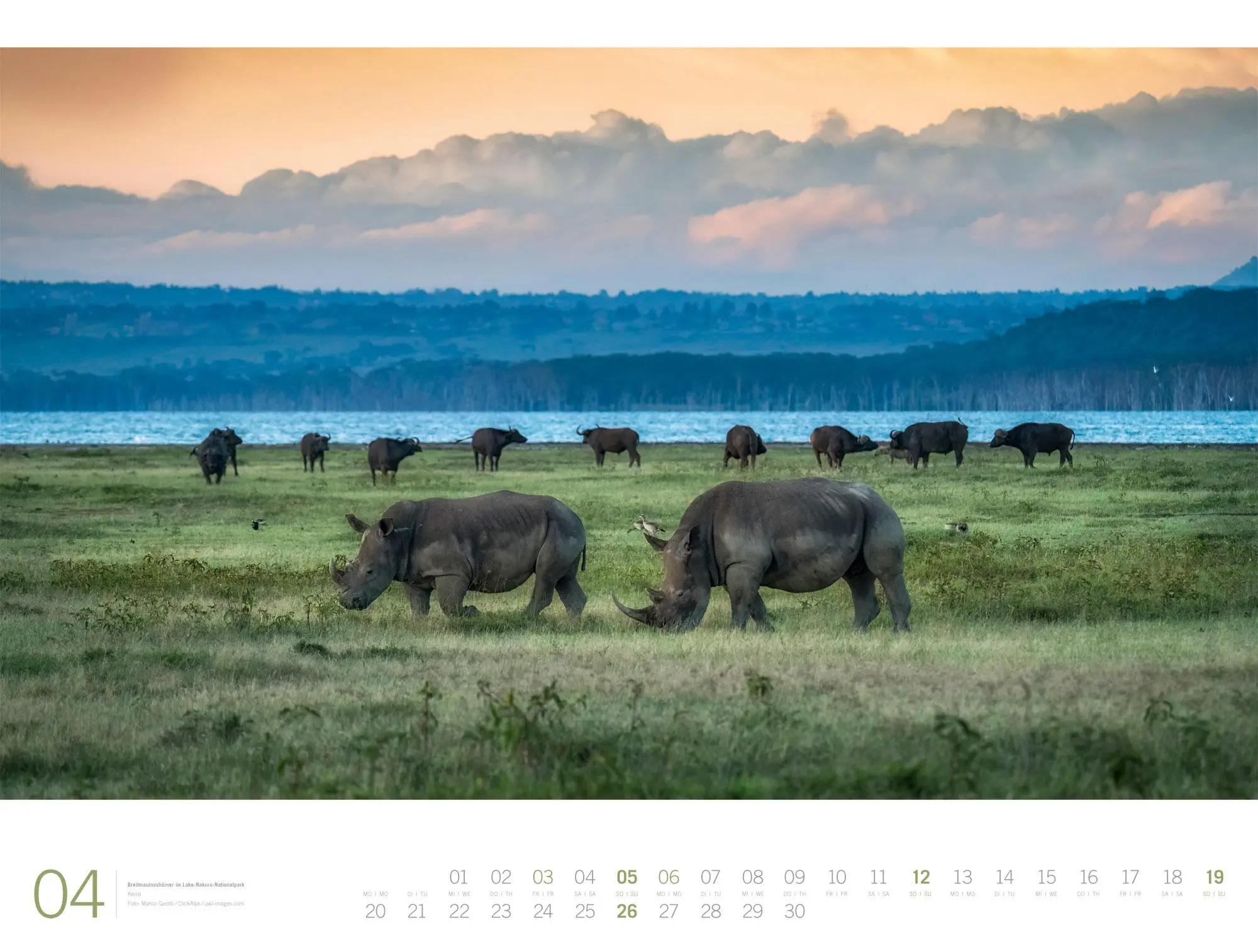 Bild: 9783838436135 | Afrika Gallery Kalender 2026 | Ackermann Kunstverlag GmbH | Kalender