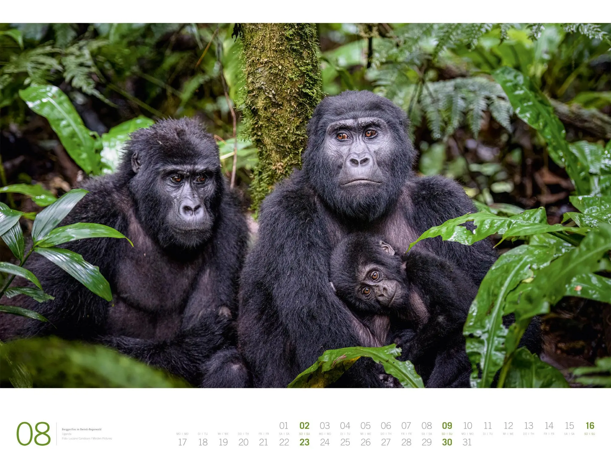 Bild: 9783838436135 | Afrika Gallery Kalender 2026 | Ackermann Kunstverlag GmbH | Kalender