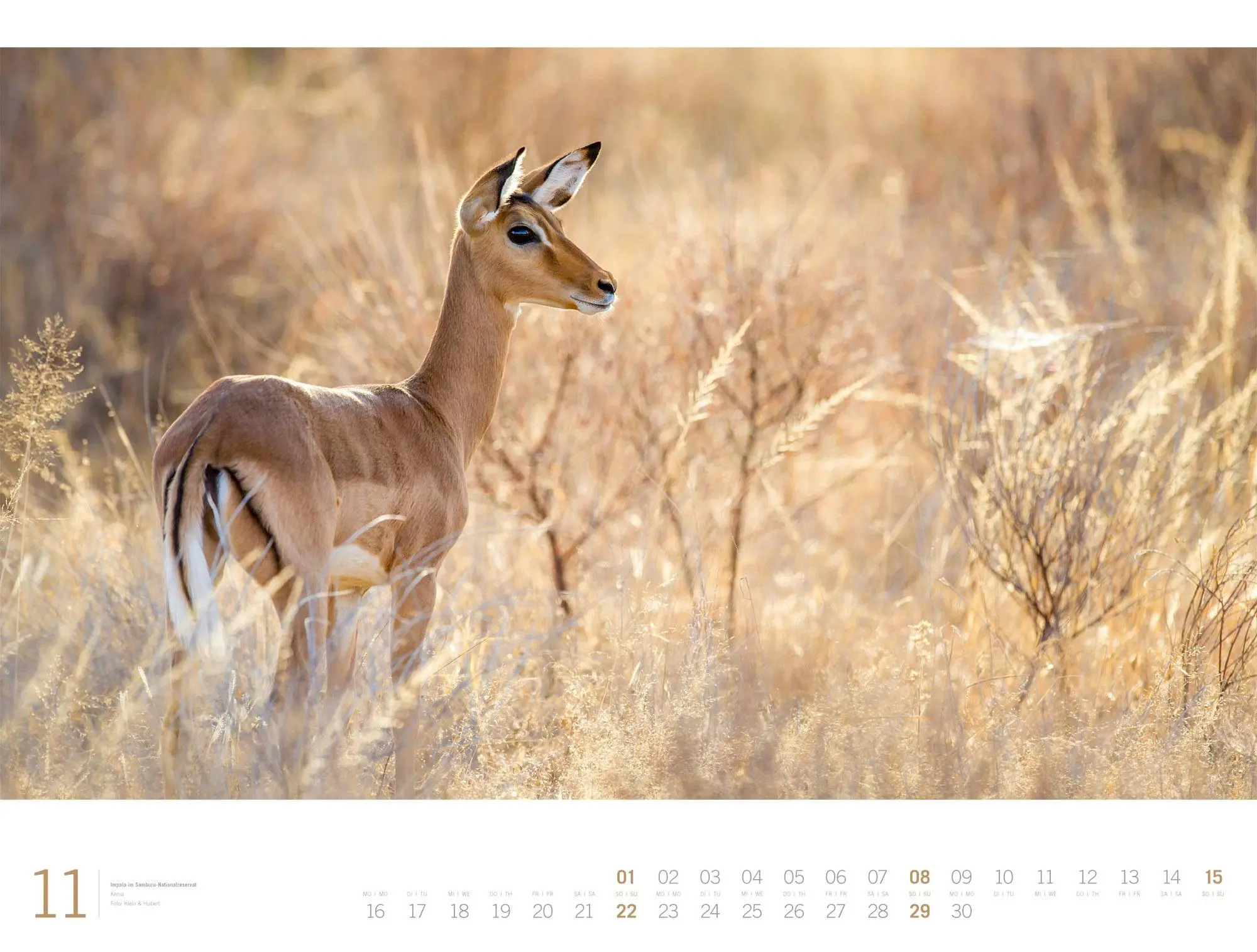 Bild: 9783838436135 | Afrika Gallery Kalender 2026 | Ackermann Kunstverlag GmbH | Kalender
