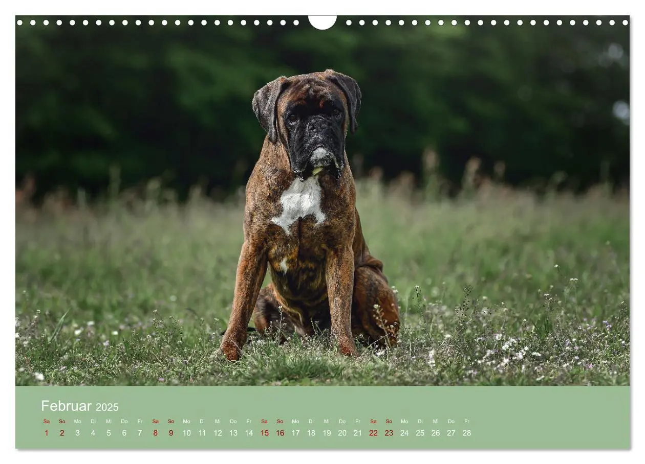Bild: 9783383856235 | Fantastische Boxer - Sieger der Herzen (Wandkalender 2025 DIN A3...