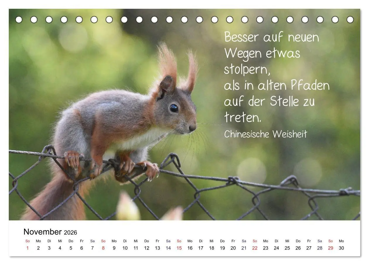 Bild: 9783457896235 | Der literarische Eichhörnchen-Kalender (Tischkalender 2026 DIN A5...