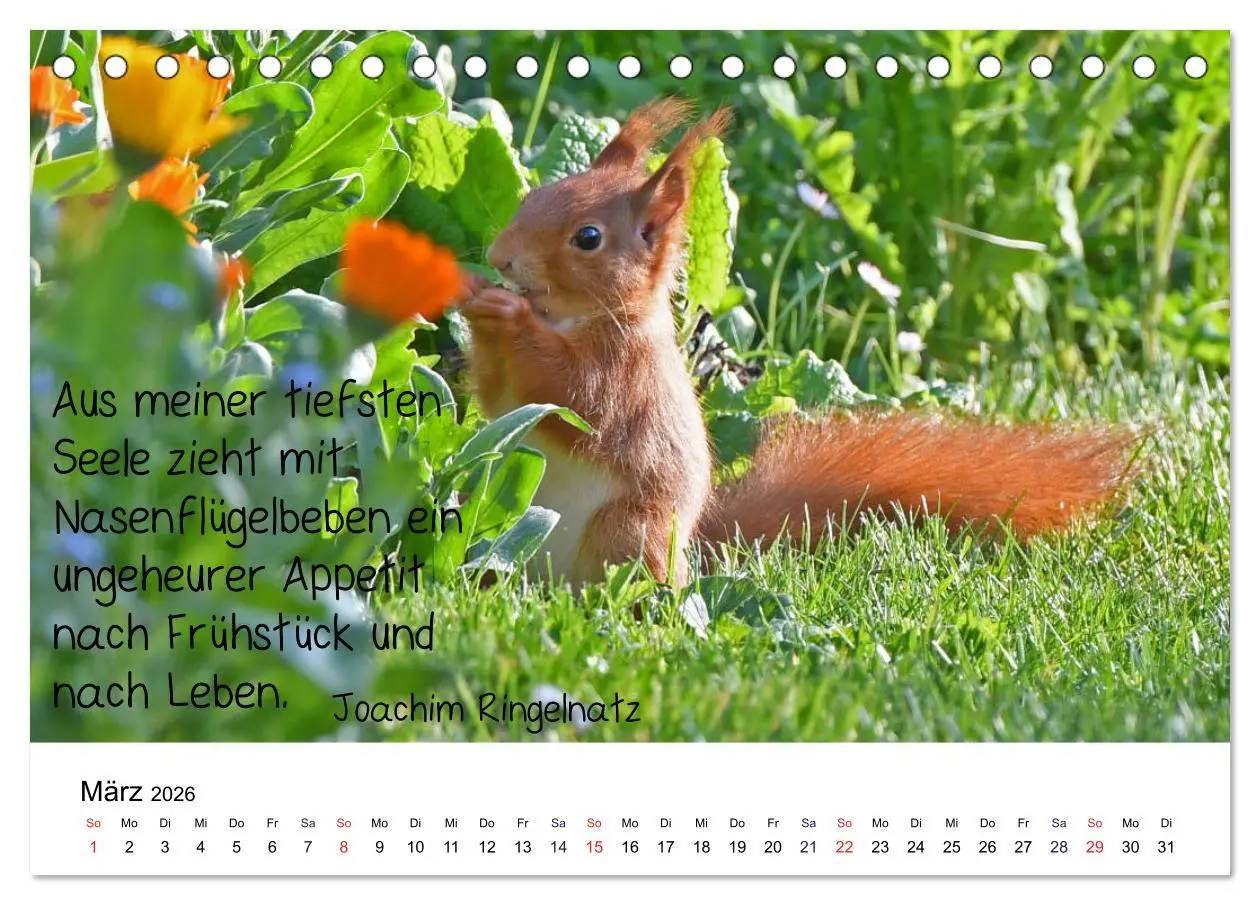 Bild: 9783457896235 | Der literarische Eichhörnchen-Kalender (Tischkalender 2026 DIN A5...