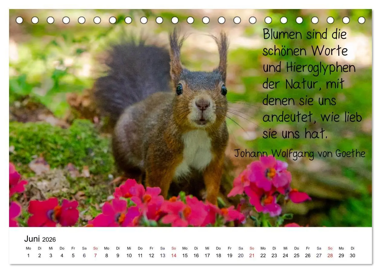 Bild: 9783457896235 | Der literarische Eichhörnchen-Kalender (Tischkalender 2026 DIN A5...