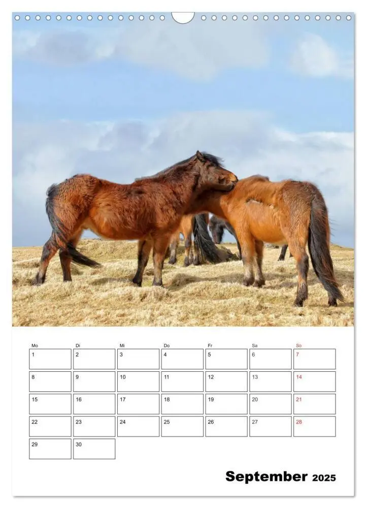 Bild: 9783457026335 | ISLANDPFERDE an der Küste von Snæfellsnes (Wandkalender 2025 DIN A3...