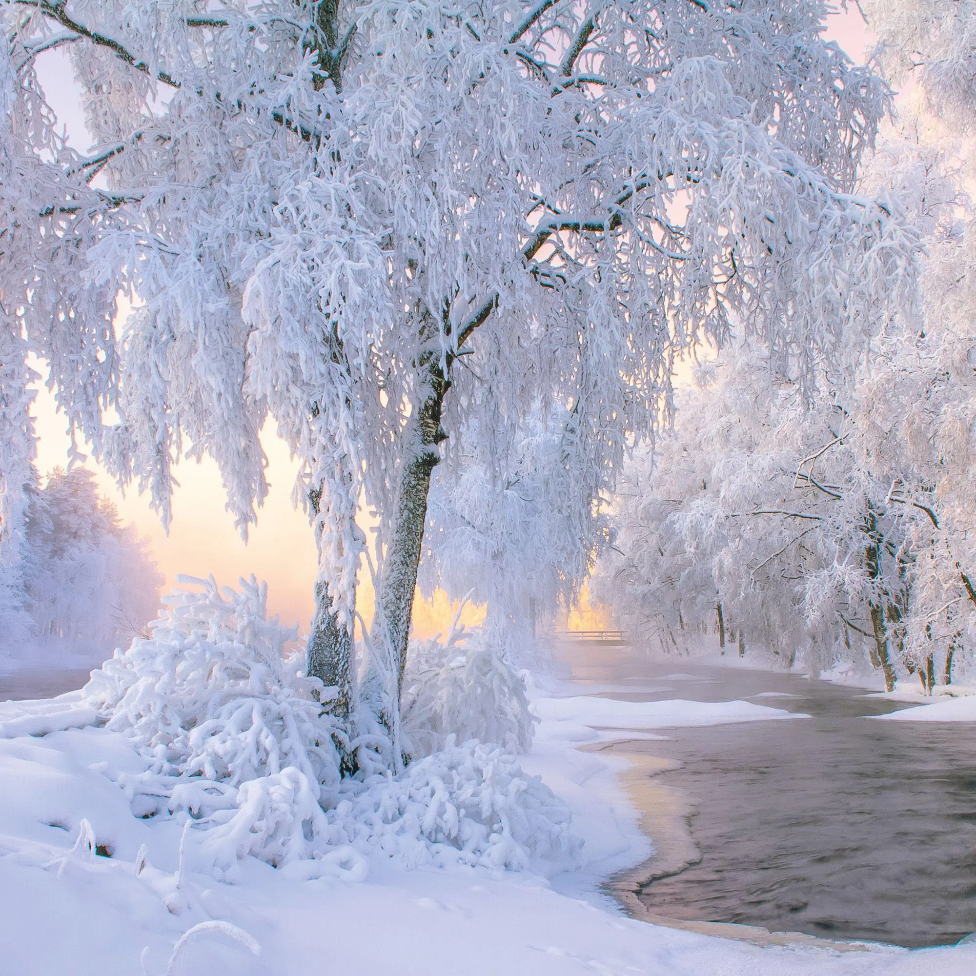 Bild: 9783959296335 | Trees 2027 | Kalender 2027 | Kalender | Mindful editions | 28 S.