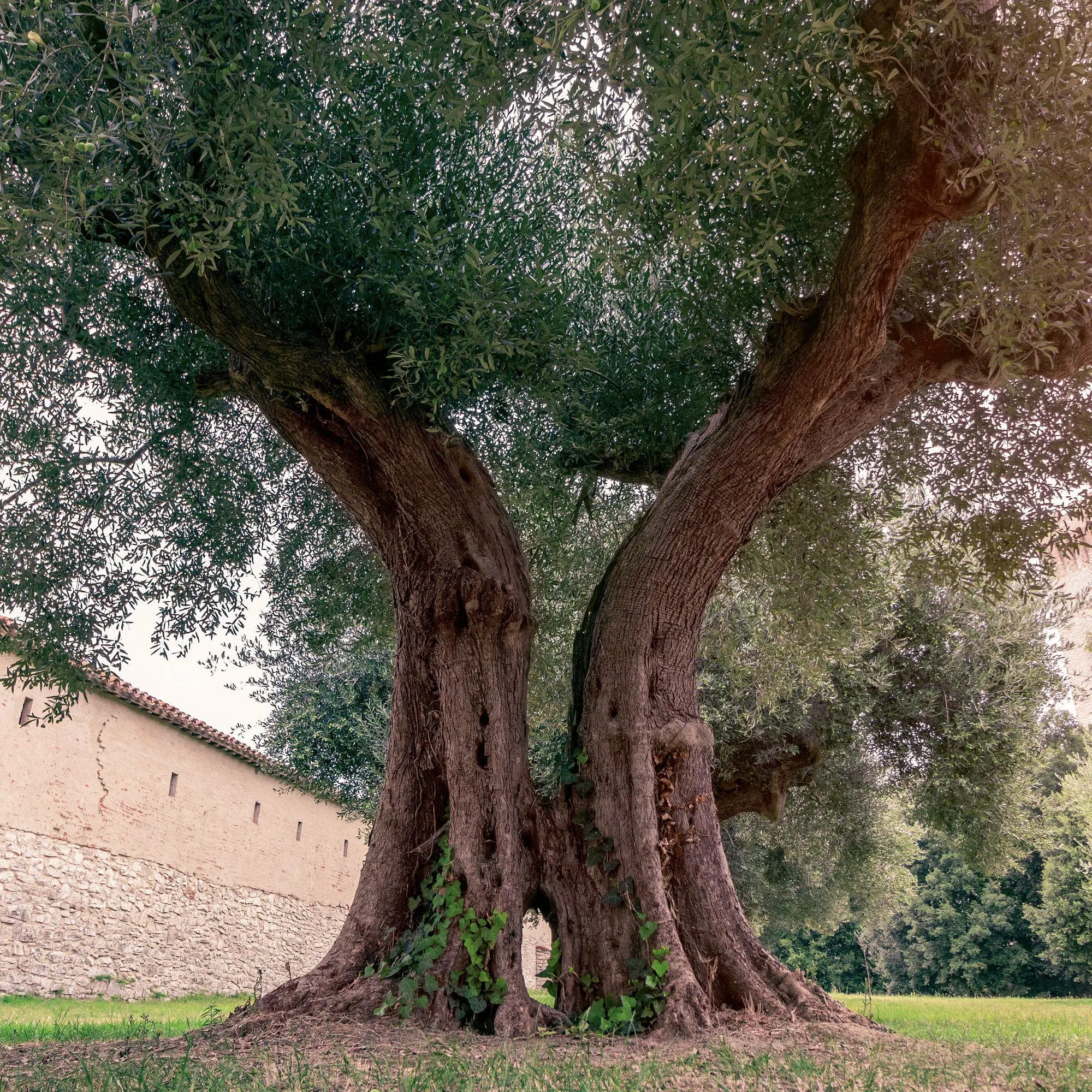 Bild: 9783959296335 | Trees 2027 | Kalender 2027 | Kalender | Mindful editions | 28 S.