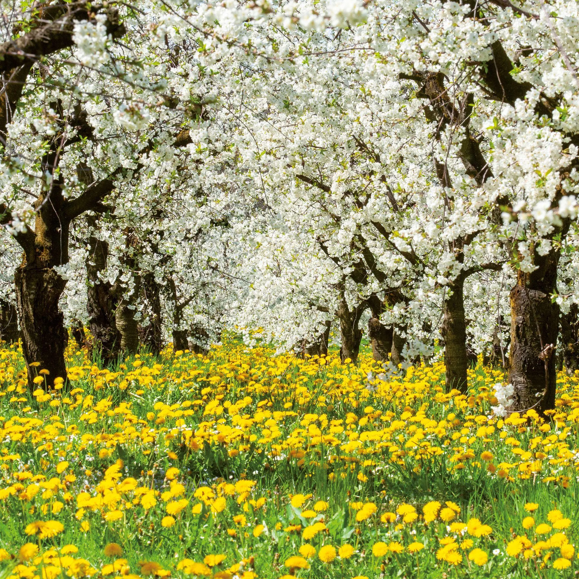 Bild: 9783959296335 | Trees 2027 | Kalender 2027 | Kalender | Mindful editions | 28 S.