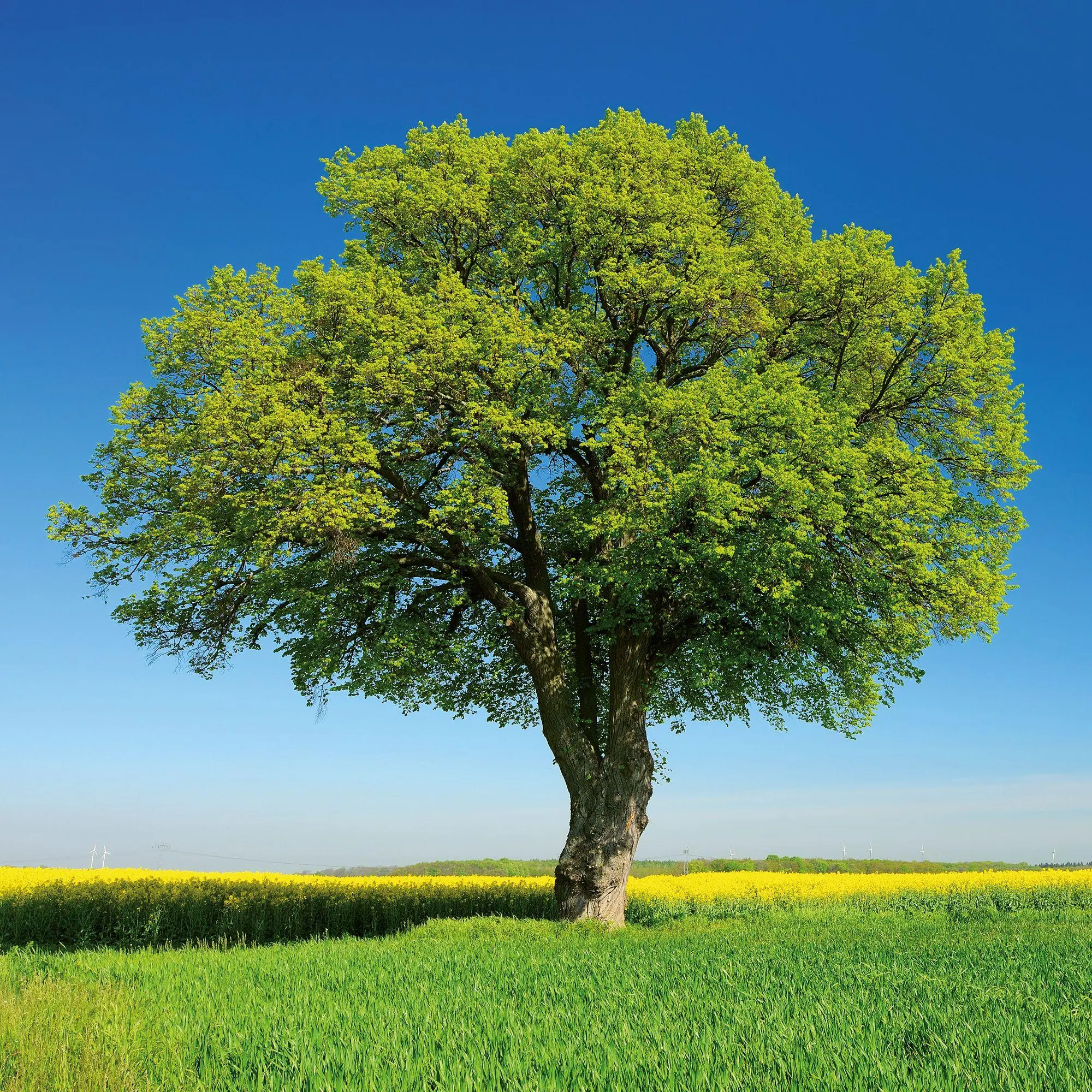 Bild: 9783959296335 | Trees 2027 | Kalender 2027 | Kalender | Mindful editions | 28 S.