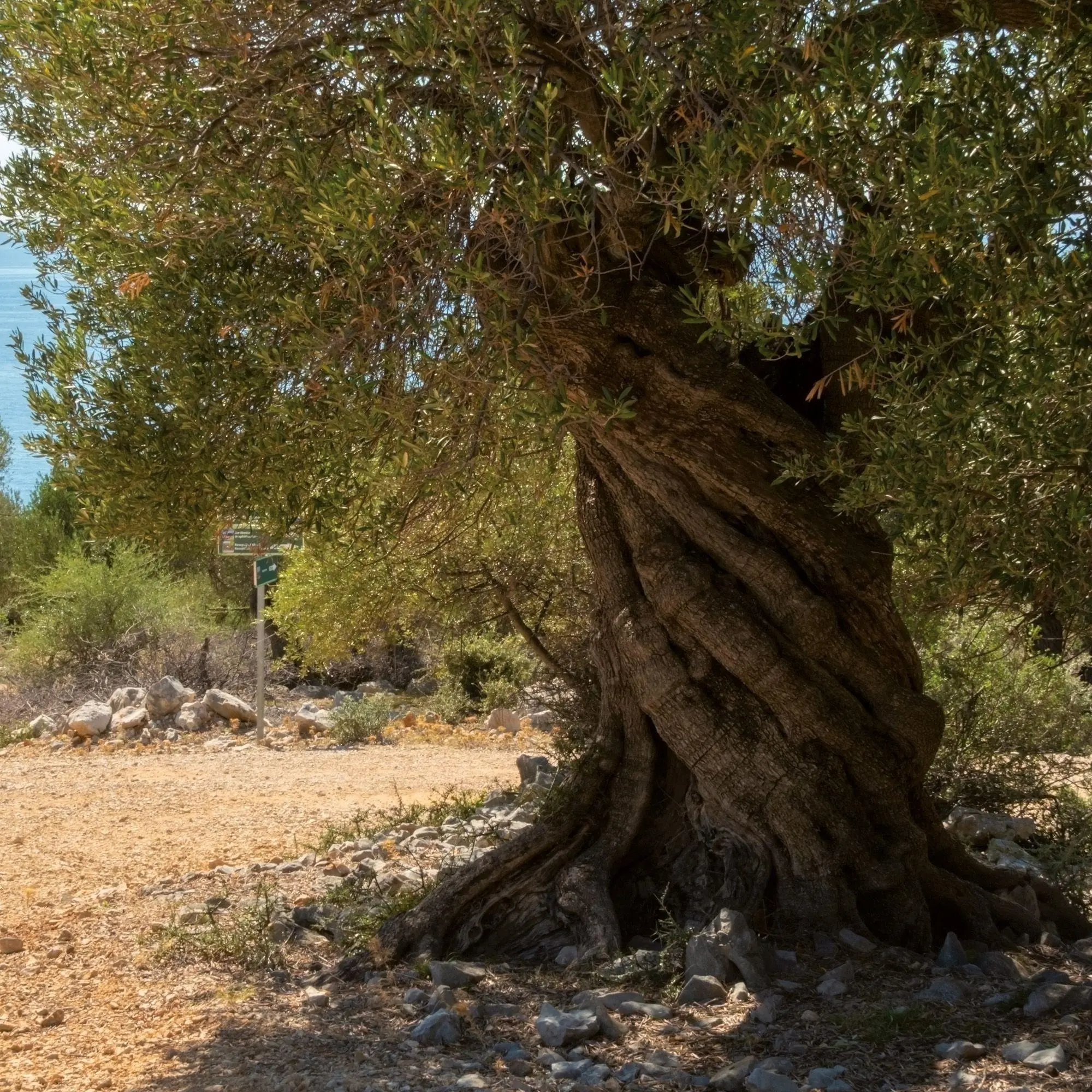 Bild: 9783959296335 | Trees 2027 | Kalender 2027 | Kalender | Mindful editions | 28 S.
