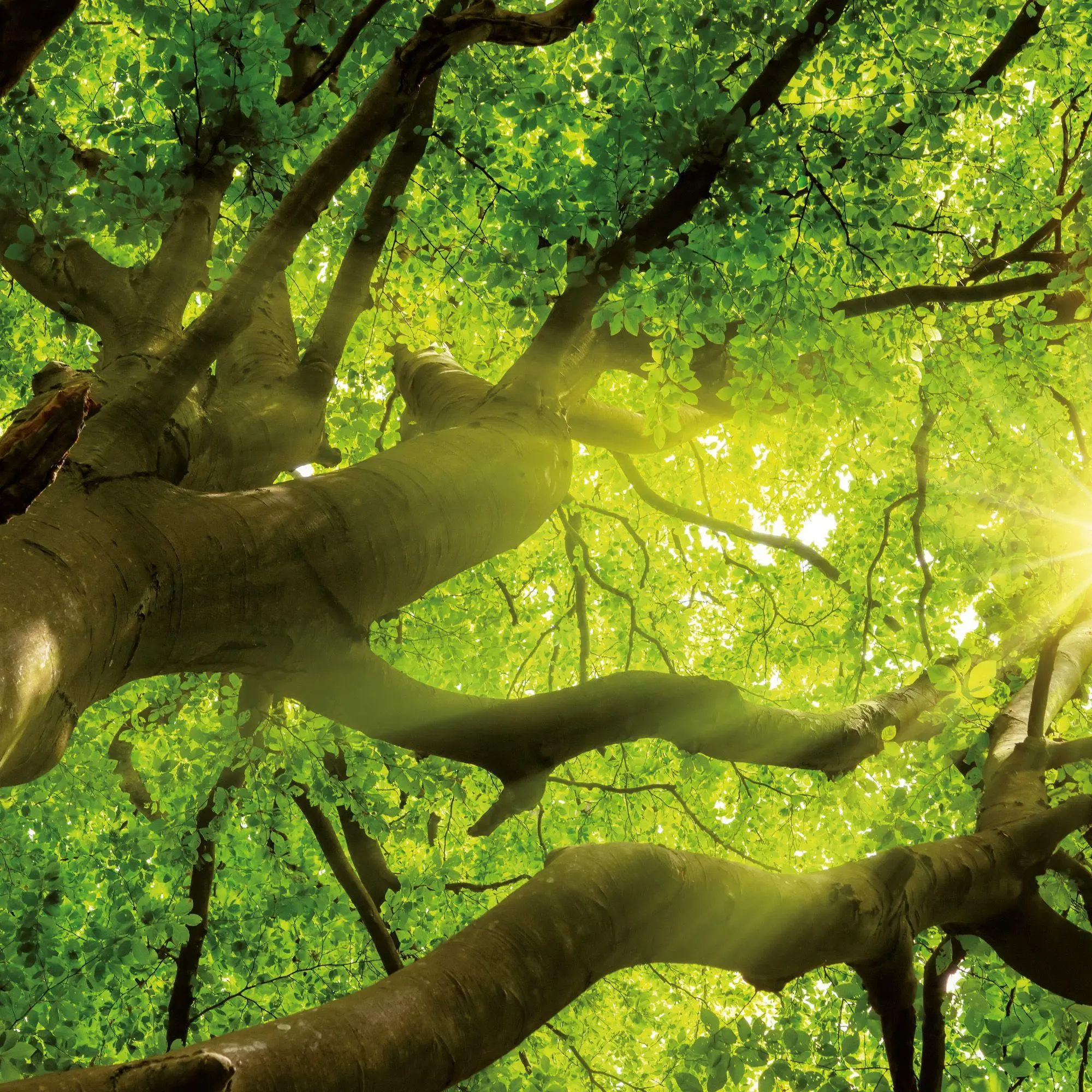 Bild: 9783959296335 | Trees 2027 | Kalender 2027 | Kalender | Mindful editions | 28 S.