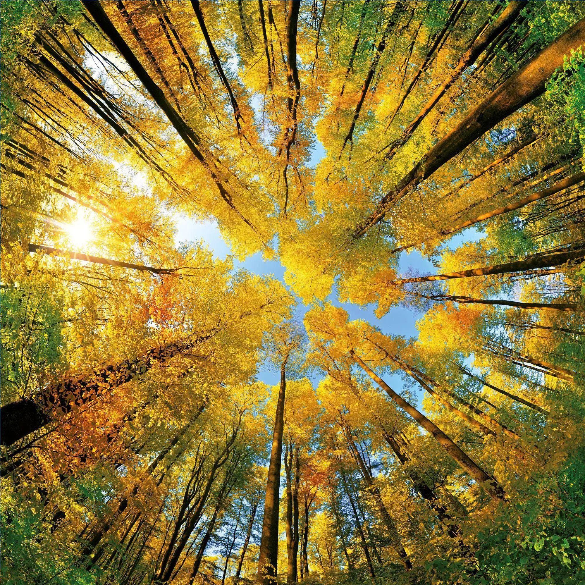 Bild: 9783959296335 | Trees 2027 | Kalender 2027 | Kalender | Mindful editions | 28 S.
