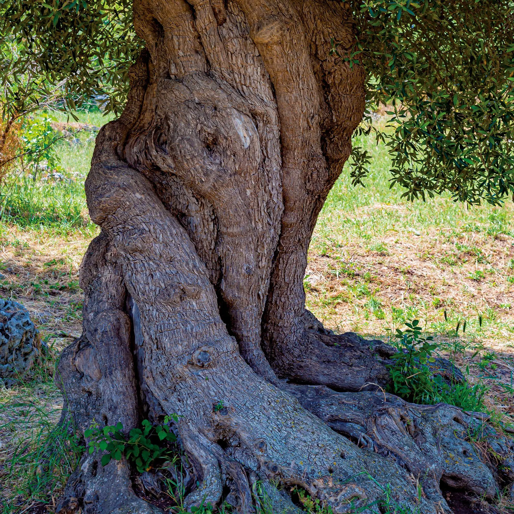 Bild: 9783959296335 | Trees 2027 | Kalender 2027 | Kalender | Mindful editions | 28 S.
