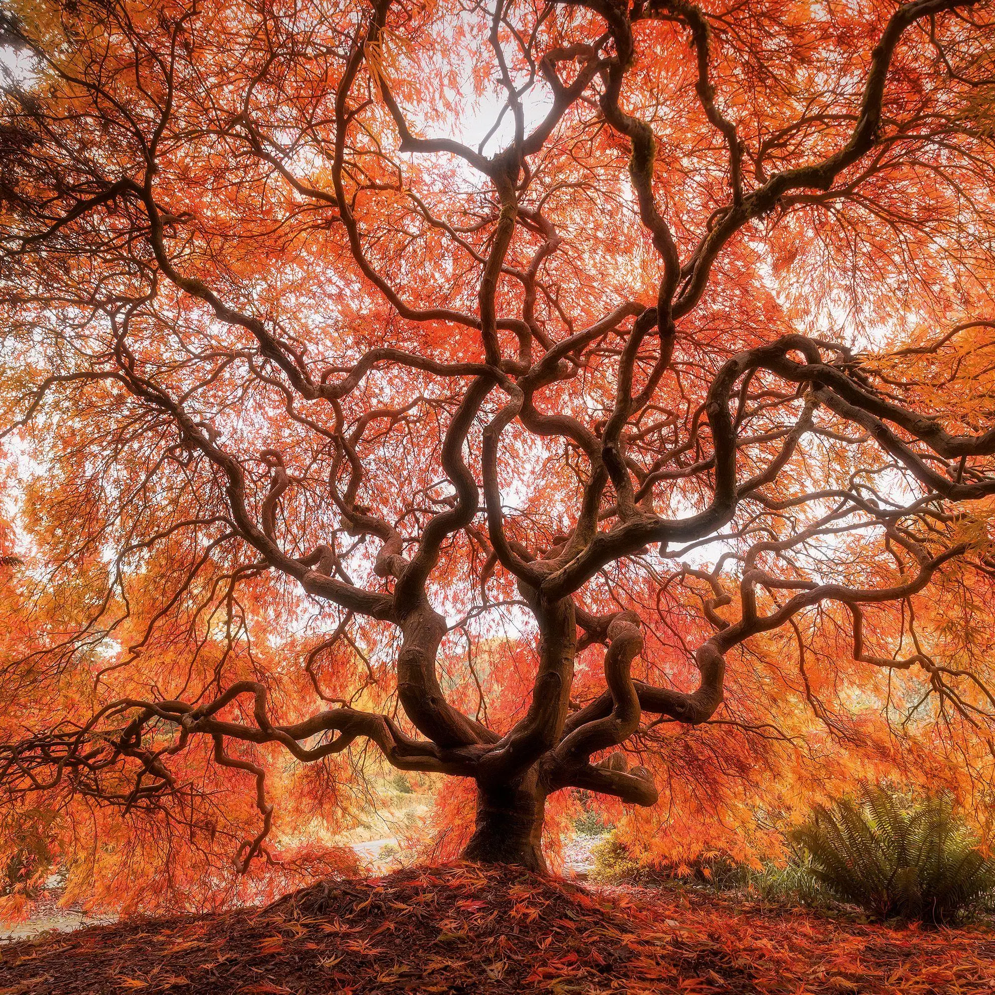 Bild: 9783959296335 | Trees 2027 | Kalender 2027 | Kalender | Mindful editions | 28 S.